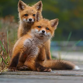 Communication signals in family groups