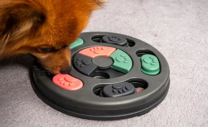 Mental Enrichment Products