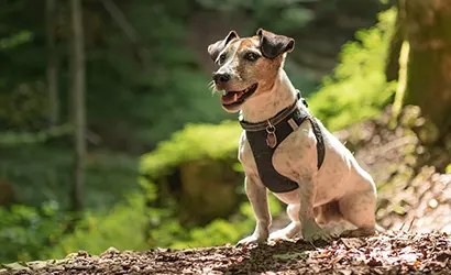 Outdoor Adventure Gear