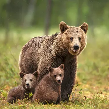 Parental care and offspring survival