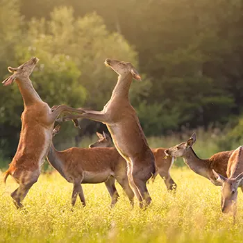 Social structures and group hierarchies