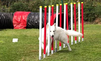 Structured Play and Training Tools