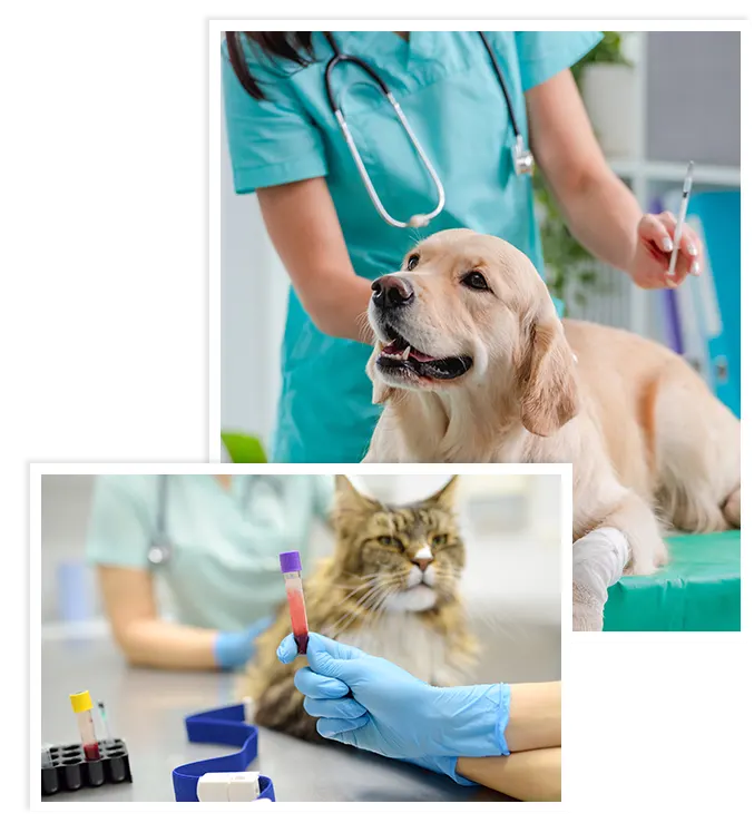 Veterinary care and preventive health protocols