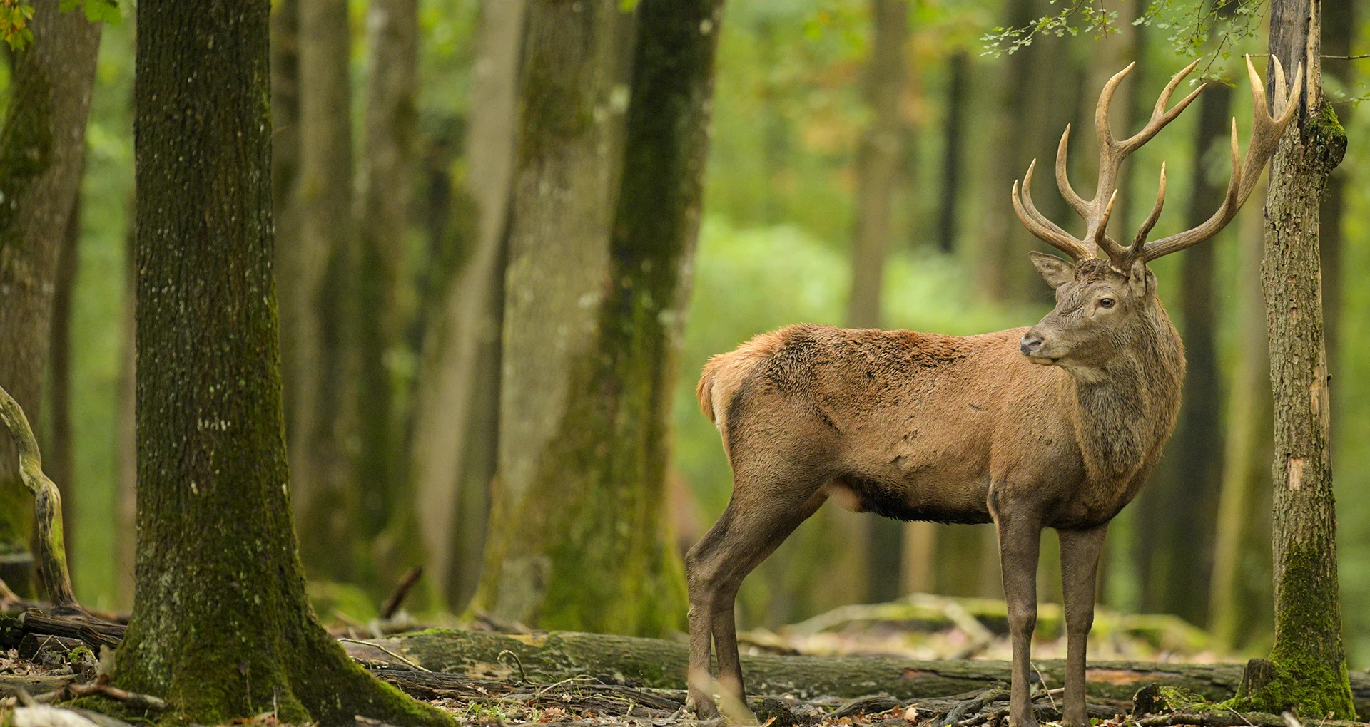 Wildlife and companion species management across Canada